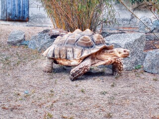 turtle on a rock