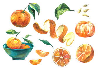 Tangerines. Watercolor illustration set