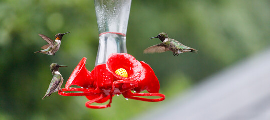 Hummingbirds have flown to feed on the sweet syrup © Liubov Kartashova