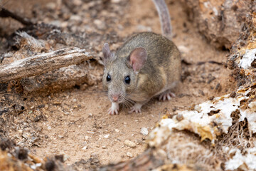 Naklejka na ściany i meble White-throated woodrat, Neotoma albigula, commonly referred to as a pack rat. Natural habitat for this native Sonoran Desert species of rodent. Pima County, Tucson, Arizona, USA.