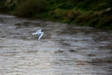 Fototapeta premium mouette