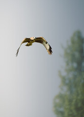 kite in flight