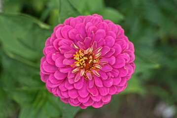 one big round red bud flower among the green vegetation in the summer garden