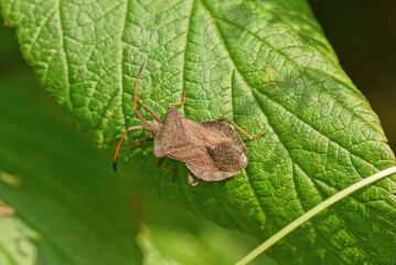 one gray stinky beetle sits on a green leaf of a plant outdoors in a summer garden