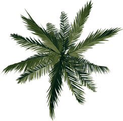 Top view tree ( Adolescent Coconut Tree Palm 2) illustration vector