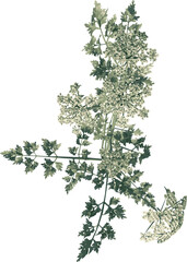 Top view of Plant (Daucus Carota 1) Tree illustration vector