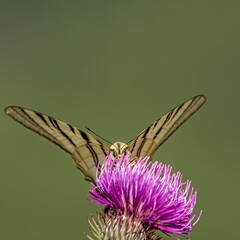 farfalla su fiore