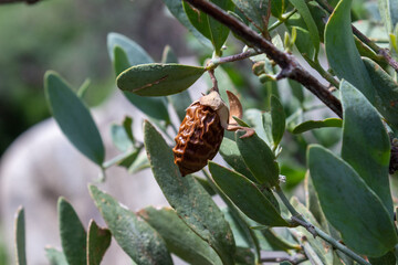 A mature jojoba, Simmondsia chinensis, nut on a wild bush found along the Pima Canyon trail in the Sonoran Desert. A wrinkly brown nut on a green female that is frequently used in the beauty industry. - obrazy, fototapety, plakaty