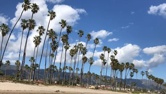 Palm Trees on Cabrillo Blvd. Time Lapse Santa Barbara