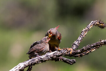 A male pyrrhuloxia, Cardinalis sinuatus, or desert cardinal, feeding a fledgling bird. A beautiful bird in the Sonoran Desert providing food for his young. Pima County, Oro Valley, Arizona, USA.