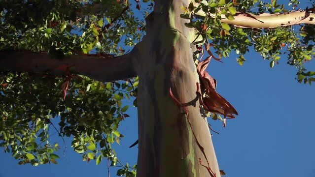 Rainbow Gumtree Viewed From Below Downtown Santa Barbara Mid-Late Afternoon