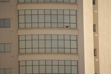 Pájaro (Carancho) en edificio.