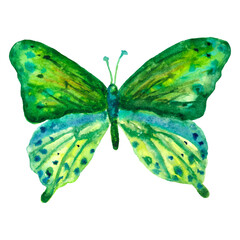Butterfly watercolor6