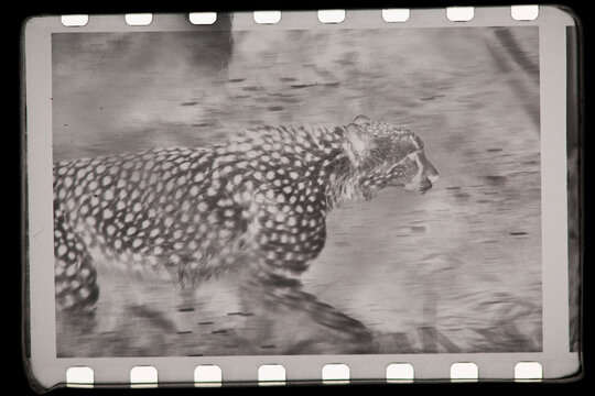 Retro vintage Film negative frames background, texture. 
Dusty scratched grunge scanned texture of old film with cheetah