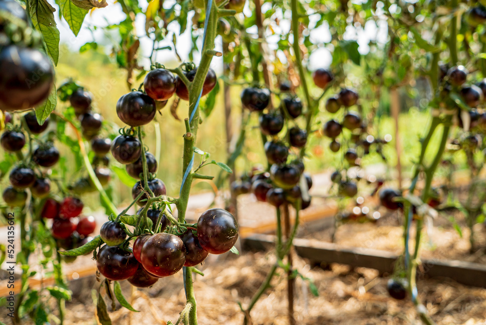 Sticker tomatoes on a branch green gardening