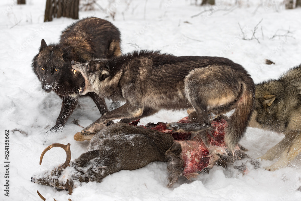 Wall mural Black Phase Grey Wolf (Canis lupus) Lunges at Packmate Over Deer Carcass Winter