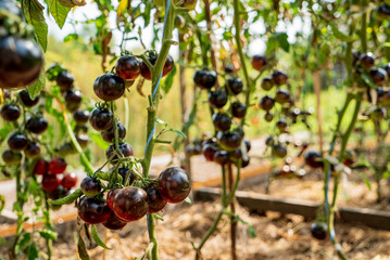 Tomatoes on a branch green gardening