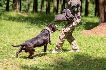 A pit bull attacks a cynologist during aggression training.