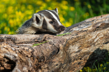 North American Badger (Taxidea taxus) Looks Over Top of Log Summer