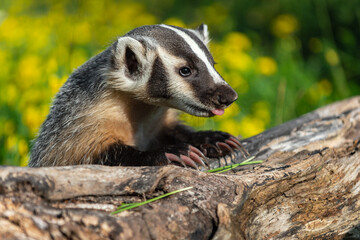 North American Badger (Taxidea taxus) Leans Over Log Tongue and Claws Out Summer