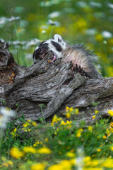 Obraz premium North American Badger (Taxidea taxus) Bites at Log in Field of Flowers Summer