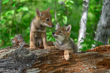 Coyote Pup (Canis latrans) Looks Up at Sibling on Log Summer