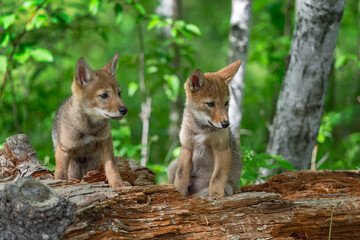 Obraz premium Coyote Pups (Canis latrans) on Log Intent on Something to Right Summer