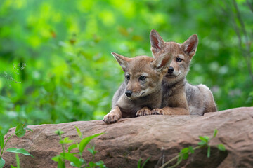 Coyote Pup (Canis latrans) Looks Over Top of Sibling on Rock Summer