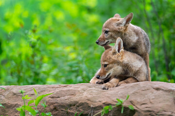 Naklejka na ściany i meble Coyote Pups (Canis latrans) On Top of Each Other on Rock Summer
