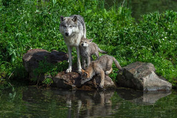 Fototapeta premium Adult Grey Wolf (Canis lupus) Water Dripping Looks Up From Water with Two Pups Summer