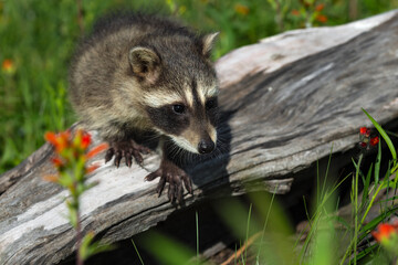 Raccoon (Procyon lotor) Leans Out Over Edge of Log Summer