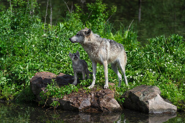 Naklejka na ściany i meble Grey Wolf Pup (Canis lupus) Looks Up at Adult Summer