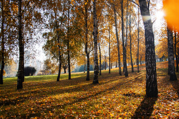 Autumn landscape - a golden birch grove in the sun in the morning.