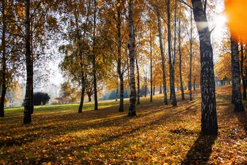 Selbstklebende Fototapete Birkenhain Autumn landscape - a golden birch grove in the sun in the morning.
