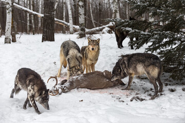 Wolf Pack (Canis lupus) Mills Around Deer Carcass Winter