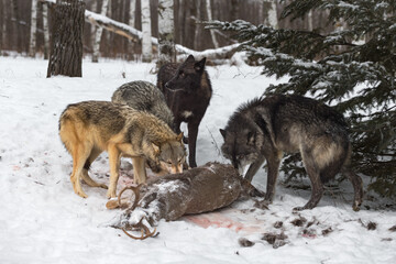 Black Phase Grey Wolf (Canis lupus) Looks to Left While Rest of Pack Eats Deer Winter