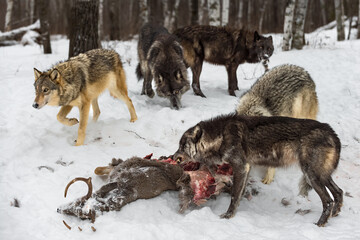 Naklejka premium Grey Wolf Pack (Canis lupus) Cautiously Approaches Deer Carcass Winter