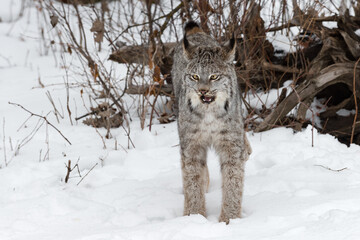 Naklejka premium Canadian Lynx (Lynx canadensis) Mouth Open Ears to Sides Winter