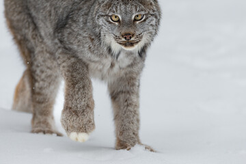 Canadian Lynx (Lynx canadensis) Stalks Forward Close Up Winter