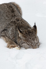 Canadian Lynx (Lynx canadensis) Buries Nose in Snow Winter