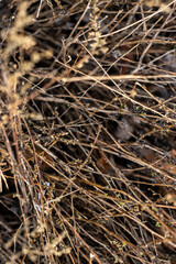 wallpaper for backgrounds of branches of ferns