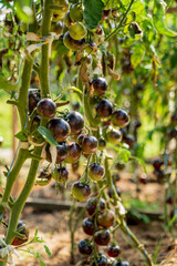 Tomatoes on a branch green gardening