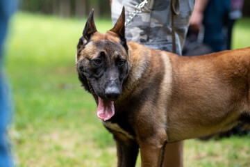 Belgian Shepherd, Malinois, for a walk in the park.