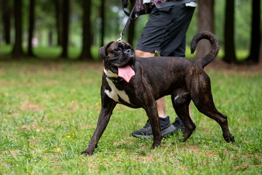 Boxer dog with undocked tail for a walk in the park.