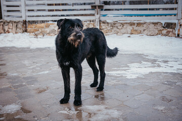 Stray black dog on the beach in winter