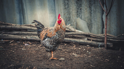 rooster in the farm