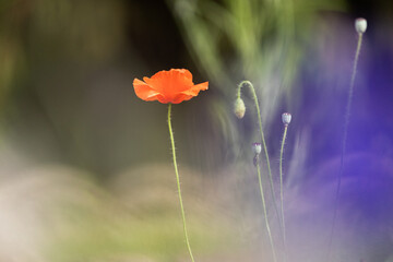 Obraz premium Poppy flower in the field with a beautiful bokeh