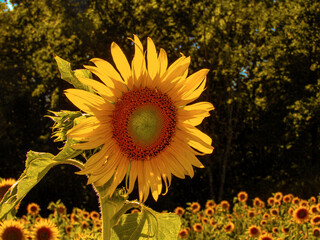 Słoneczniki, kwiaty słońca, Źródło oleju.   - obrazy, fototapety, plakaty