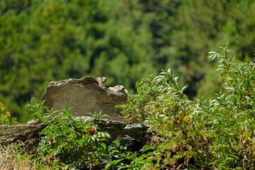 Marmots on a rock in Meribel, French Alps