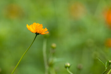 キバナコスモスの花畑 
